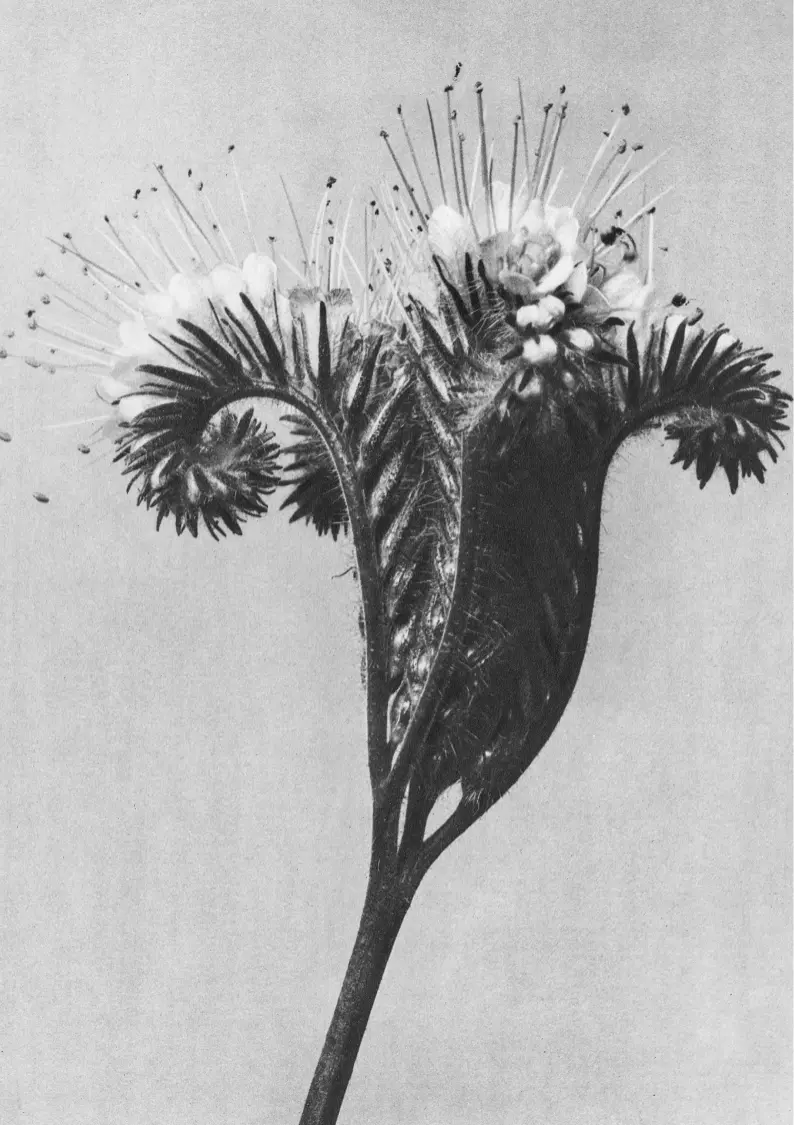 Schwarz-weiße Blume
